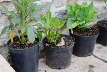 dahlia's voortrekken voorgetrokken