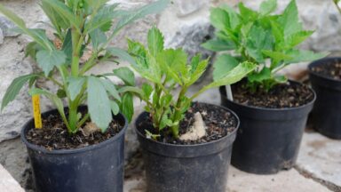 dahlia's voortrekken voorgetrokken