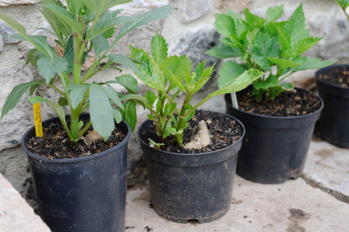 dahlia's voortrekken voorgetrokken