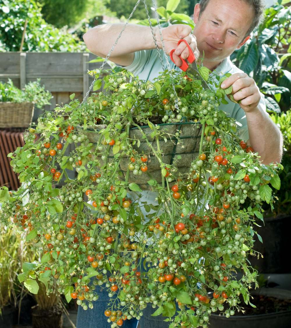 Vul een hanging basket met eetbare planten Gardeners World