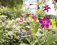 siertabak (Nicotiana)