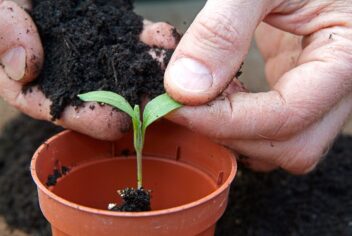 zaailing verspenen ts