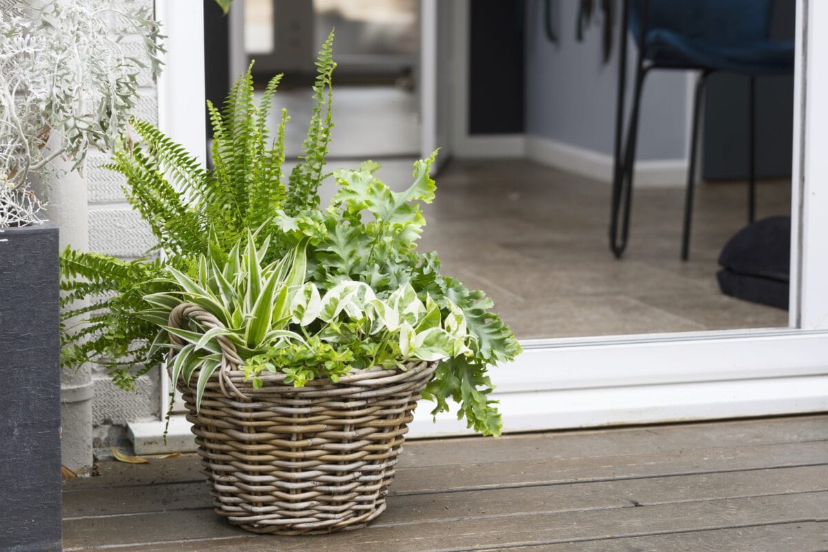 Mand bij een deur in de tuin met verschillende varens en kamerplanten.