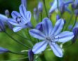 De blauwe bloemen van de afrikaanse lelie, agapanthus, in bloei.