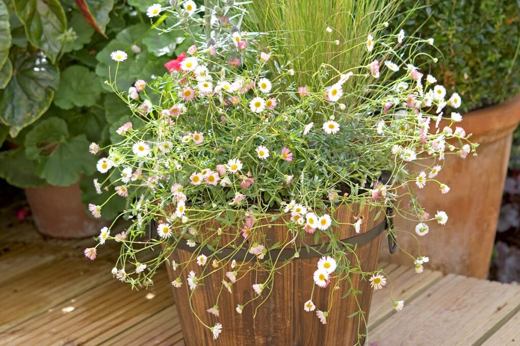 potplanten die tegen droogte kunnen
