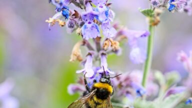 thumbnail voor Welke bestuivers bestuiven welke bloemen?