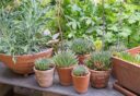 Kamerplanten die je buiten kan zetten in de zomer, zoals verschillende vetplanten.
