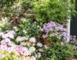 pelargoniums in potten