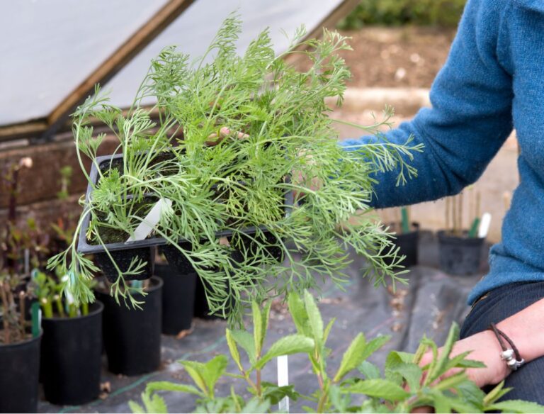 IJsheiligen 2025: wat is het en wanneer? - Gardeners World