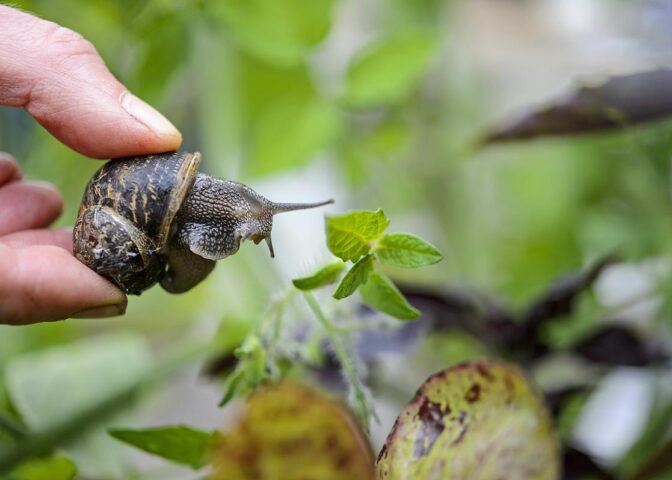 Slakken bestrijden