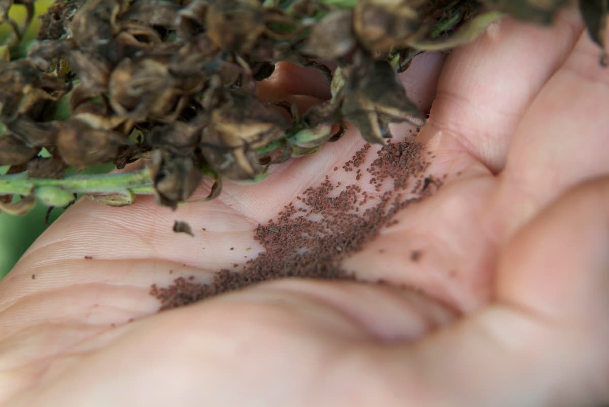 Borduurpakket Wrendale Designs by Hannah Dale - Wishes Just For You - Bothy Threads Borduurpakket Wrendale Designs by Hannah Dale - Wishes Just For You - Bothy Threads