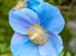 De blauwe Himalaya klaproos is ook een prachtige soort