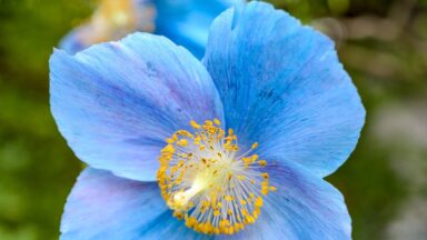 De blauwe Himalaya klaproos is ook een prachtige soort