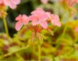 'Mrs. Quilter' is een schattige, zalmroze pelargonium