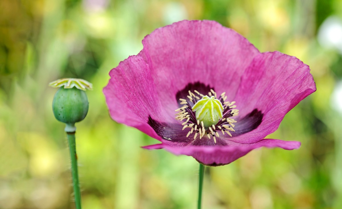 Klaproos Papaver Zaaien Kweken En Vermeerderen Gardeners World klaproos-papaver-zaaien-kweken-en-vermeerderen-gardeners-world