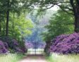 Wiersse rododendrons hek