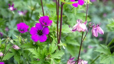 vaste planten zonder onderhoud: geranium