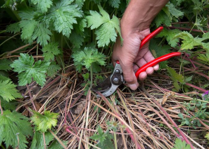 Iemand snoeit geraniums in de tuin.