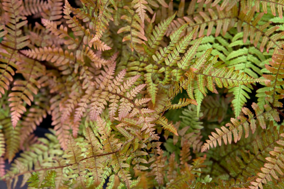 Winterharde Schaduwplanten 7 Schitterende Soorten