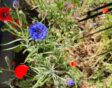 inheemse zaaiweek korenbloem papaver