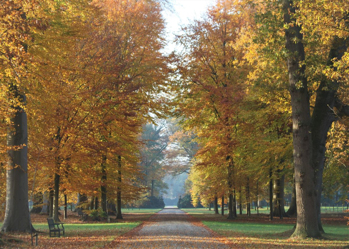 laan de wiersse herfst