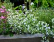 tijm planten in bloei