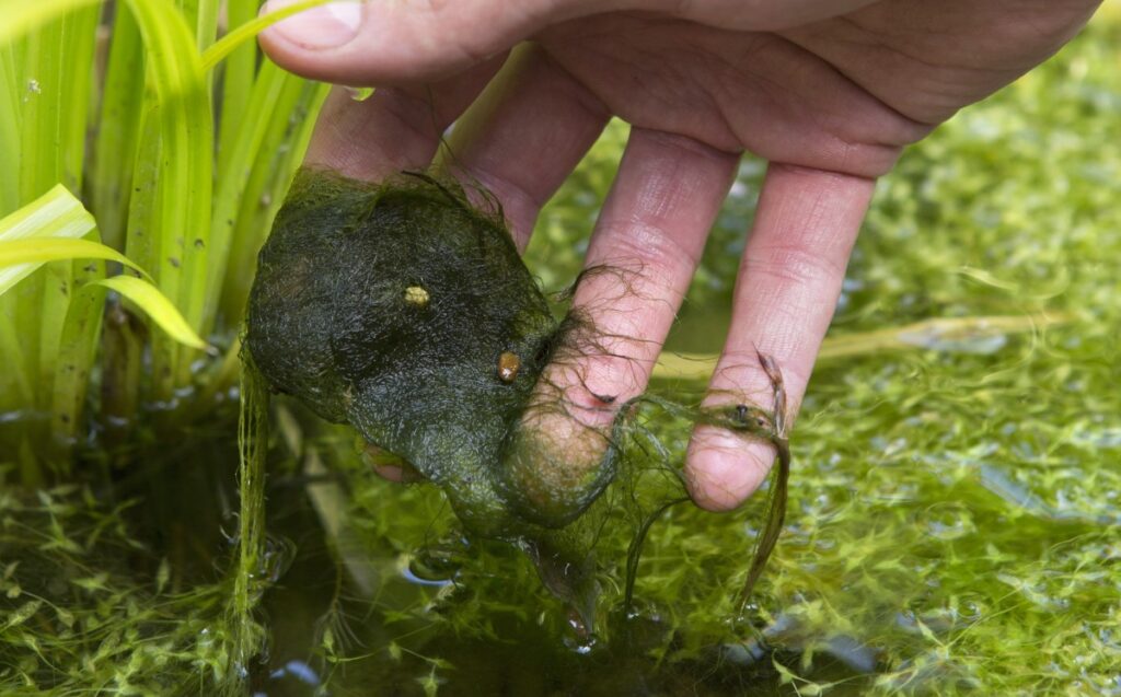 Draadalg herken je gemakkelijk