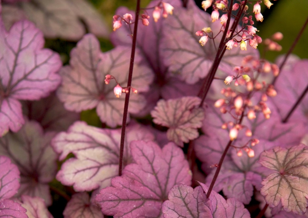 Ook Heuchera met prachtige bladeren en bloemen valt onder makkelijke zomerbloeiers