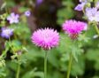 Deze korenbloem heeft met haar paarsroze kleur en dichte rijen bloemblaadjes wel iets weg van bieslookbloemen
