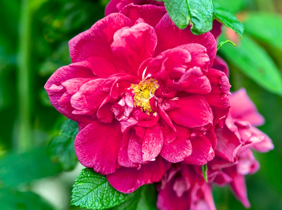 De rimpelroos met haar prachtige donkerroze kleur komt oorspronkelijk uit de zandduinen van Japan