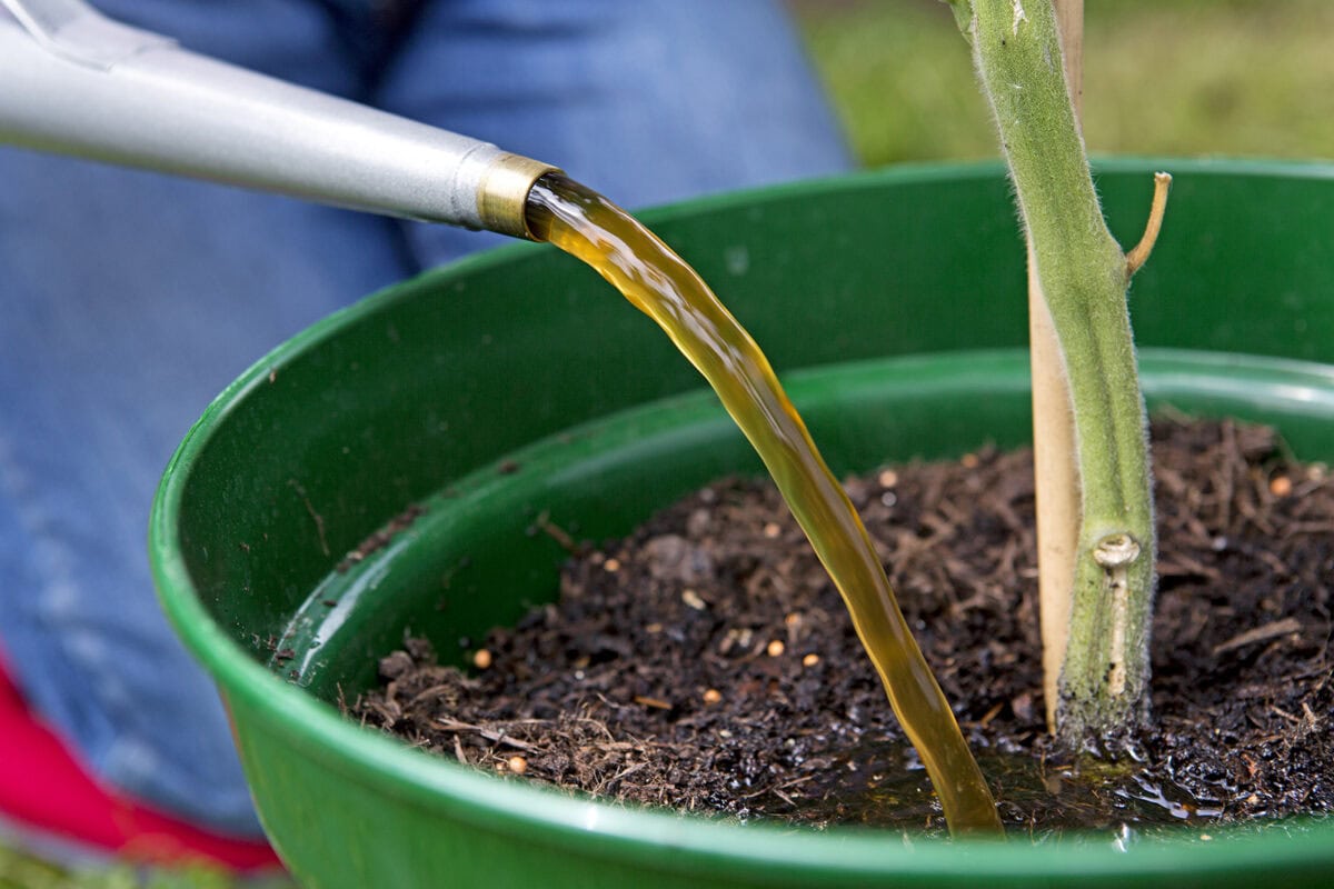 Met een gieter wordt vloeibare mest gegeven aan een tomatenplant in pot.