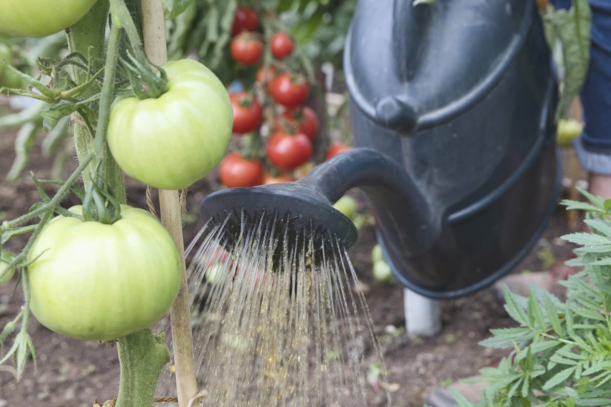 Water met vloeibare mest stroomt uit een gieter bij tomatenplanten.