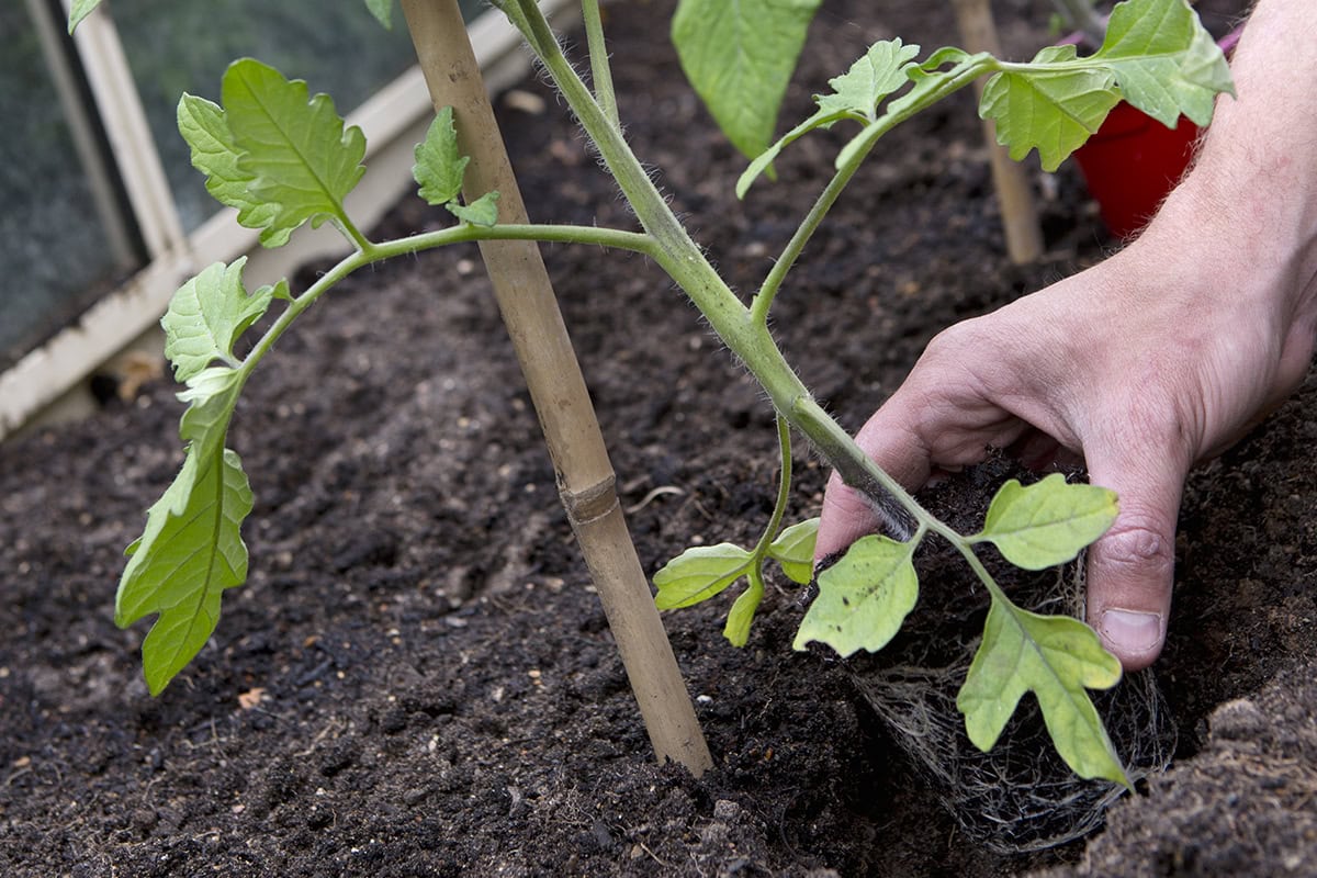 Iemand plant een tomatenplant in de grond.
