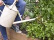 Iemand geeft tomatenplanten voeding met een witte gieter.