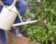 Iemand geeft tomatenplanten voeding met een witte gieter.