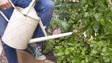 Iemand geeft tomatenplanten voeding met een witte gieter.