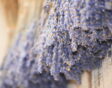 lavendel hangt te drogen