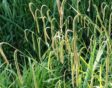 Hangende zegge (Carex pendula)