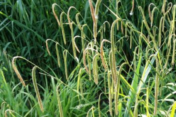 Hangende zegge (Carex pendula)