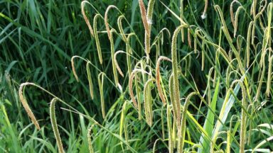 Hangende zegge (Carex pendula)