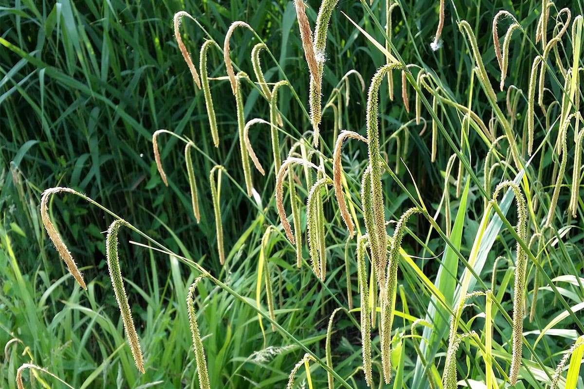 Hangende zegge (Carex pendula)