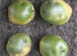 Groene aardappel