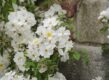Deze witte ramblerroos 'Rambling Rector' groeit tegen een bakstenen muur.
