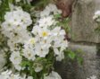 Deze witte ramblerroos 'Rambling Rector' groeit tegen een bakstenen muur.