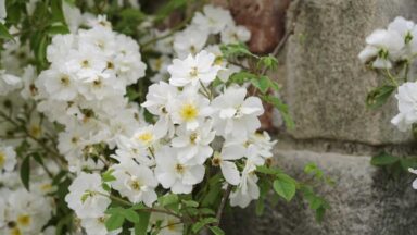 Deze witte ramblerroos 'Rambling Rector' groeit tegen een bakstenen muur.