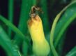 Gele, rottende vrucht aan plant.