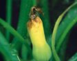 Gele, rottende vrucht aan plant.