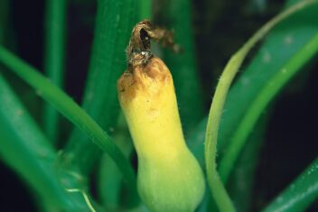 Gele, rottende vrucht aan plant.