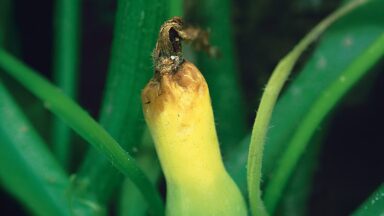 Gele, rottende vrucht aan plant.