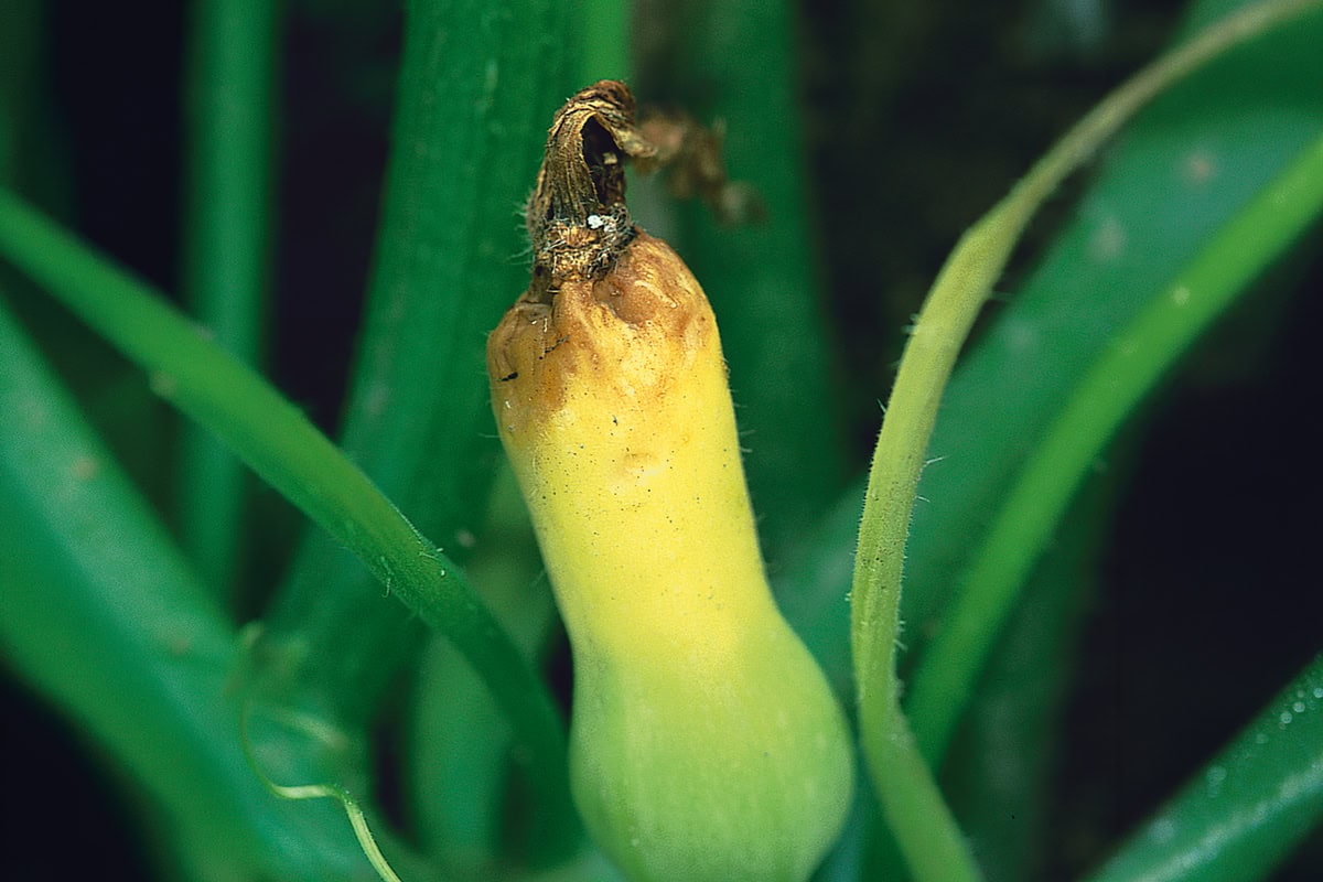 Gele, rottende vrucht aan plant.